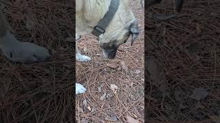 Dog vs Fiddler crab