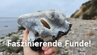 Faszinierende Korallen, Belemniten und co. - Fossilien suchen an der Ostsee