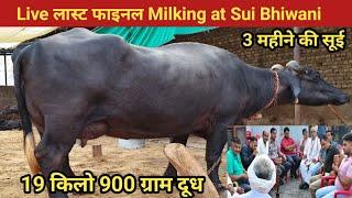 Last Fainal Live Milking , Murrah buffalo , at sui , Dst Bhiwani Haryana , 9729406681