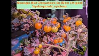 Grow Orange Hat Tomatoes in iDoo 10-pod hydroponic system