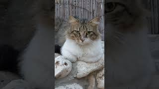 Мохнатый котик на камнях  Смешные коты  Shaggy cat on stones  Funny cats Animals  Memes  Pets 