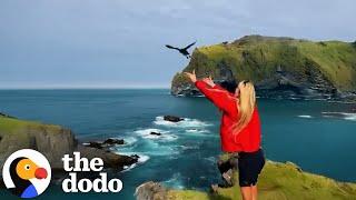 People Are Throwing Puffins Off Cliffs To Save Them | The Dodo