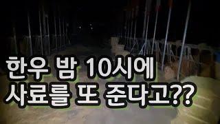 (웅부장) 한우 밤 10시에 사료를 또 준다고??{feat. 해용PD(축산TV)} ep.7