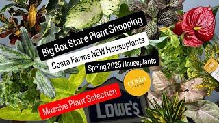 Big Box Store Plant Shopping NEW Costa Farms Exotic Angel and Trending Tropicals Houseplants Spring