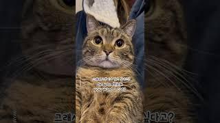 So you want a cat? are you sure??