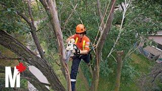 Cool Jobs: arborist