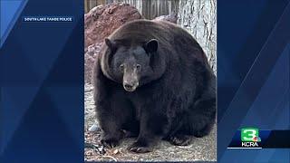 DNA clears 500-pound bear ‘Hank the Tank’ of some Tahoe break-ins, officials say