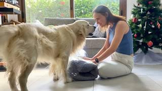 Dog's reaction to a new bed