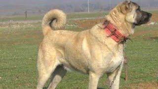 راعي الغنم التركي Turkish Shepherd