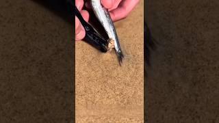 How to catch an Australian Beach Worm (Bobbit Worm) 🪱