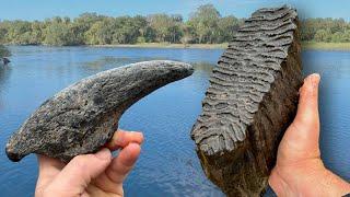 Rarest fossil discovery of 2023 (so far) found fossil hunting in Florida