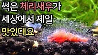 [신기함 주의] 죽은 체리새우가 어항에서 사라졌습니다. 수천여마리의 이것들이 모두 먹었다네요!!