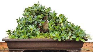 Growing Bonsai to Fit Larger Bonsai Pots: When and Why It Matters