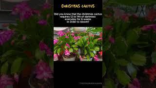 Christmas Cactus #succulentplantcare