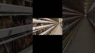 Commercial automatic layer hen poultry chicken farm business - RETECH Farming