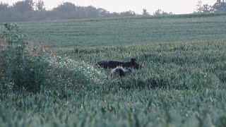 Weizenpirsch auf Sommersauen - Feld und Jagd