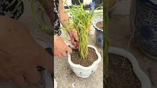 This technique planting portulaca flower so beautiful #shortvideo #bonsai #howtogrowportulaca