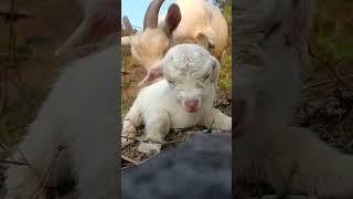 From First Breath to First Leap  A Baby Goat's Extraordinary Journey #cutefarmanimal #animals #cute