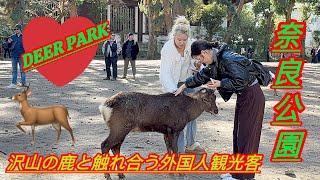 沢山の鹿と触れ合う外国人観光客🫎 奈良公園 | 奈良の鹿 | nara park deer in japan