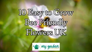 10 Easy to Grow Bee Friendly Flowers UK