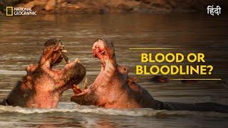 Blood or Bloodline? | Animal Fight Club | Full Episode | S5 - E3 | | National Geographic