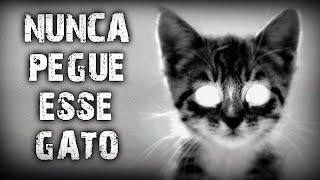 Nunca pegue um gato machucado na rua de MADRUGADA! - [CREEPYPASTA]