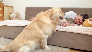 Jealous Golden Retriever Reacts To Me With Kitten!!