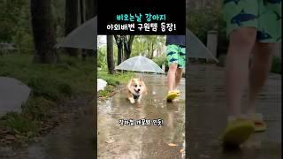 ️ 장마철 산책 걱정 끝!  강아지 장마용 산책 우산 #쿠팡추천템