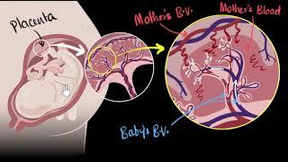 Placenta | How do organisms reproduce | Biology | Khan Academy