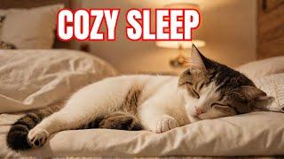 How Close Does Your Cat Sleep? It Reveals Their Love for You | Why Does My Cat Sleep With Me