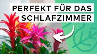 15 Pflanzen für dein Schlafzimmer ️