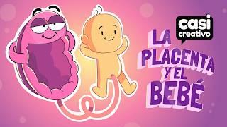 La Placenta y el Bebé | Casi Creativo