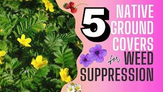 Top 5 Native Groundcover Plants for Effective Weed Suppression 