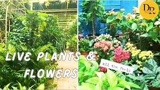 4K Walking Tour to Live Plant and Flower Nursery | Mini Vlog |#asmr  @dubaidiarieswithriyaz