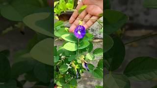 Aparajita from seeds | How to grow aparajita plant from seeds #shorts #aparajita #plants #flowers