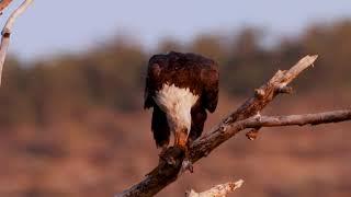 Bald Eagle Eating a Fish