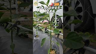 고추 모종 심고 한 달 뒤~이것 해주셔야 합니다#고추곁순제거#1차추비 #5도2촌#텃밭농사