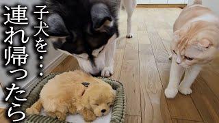 売れ残った子犬を連れ帰ったら先住猫と犬が大変なことに...