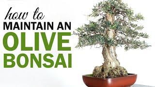 How to Maintain a Large Olive Bonsai (Dealing with Dead Branches)