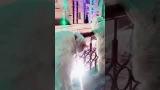 Cute Cats Style Of Watching #shorts #cat #viralshorts