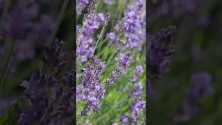 Маленькое летнее волшебство в вашем доме #лаванда #сироп #лимонад