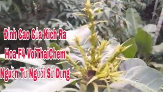 Đỉnh Cao Của Kích Ra Hoa F4 “VoiThaiChem”| VTK.CHANNEL