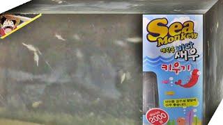 바다 새우 키우기, 다이소 씨몽키 애완용 새우를 키우는 Sea Monkeys 씨몽키 장난감 세트 구입 리뷰