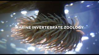 Marine Invertebrate Zoology - BMSC Summer Field Course