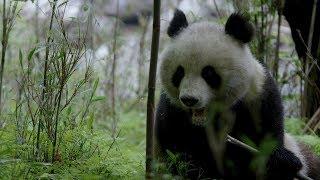 CGTN Nature: Qinling Mountains Series | Episode 4: Living with Bamboo