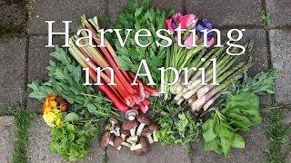 Harvesting in April