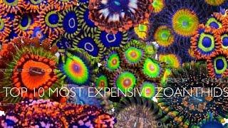 Top 10 Most Expensive Zoanthids | Fish School |