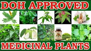 10 Philippines Herbal Medicine Approved by DOH