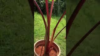 red rhubarb ears #hawaiian #punch