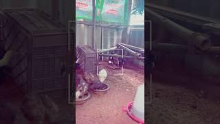 Raising Nattu Kozhi - Day 03  #chicken #farming #farmlife #rooster